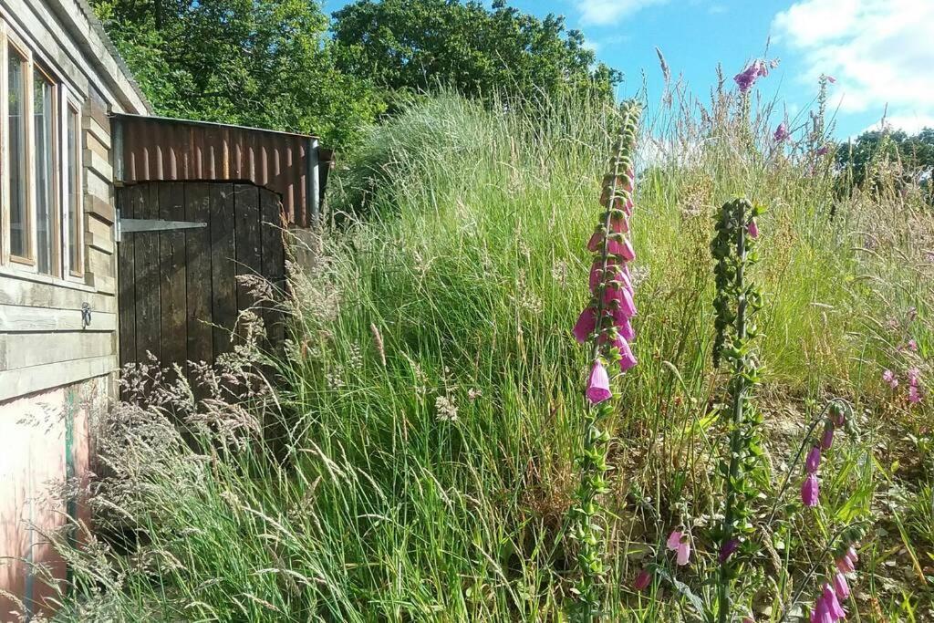 Foxesden, Unique Eco Cabin, Dartmoor Views South Brent 外观 照片